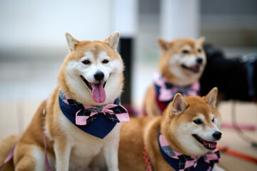A group of cute shiba inu sitting on ground in Sha Tau Kok, Hong Kong