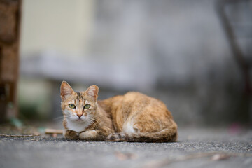 A cute domestic cat sitting on the ground in Sha Tau Kok, Hong Kong