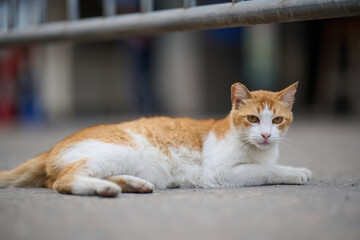A cute domestic cat sitting on the ground in Sha Tau Kok, Hong Kong