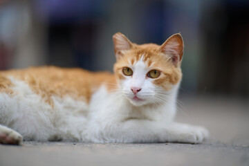 A cute domestic cat sitting on the ground in Sha Tau Kok, Hong Kong