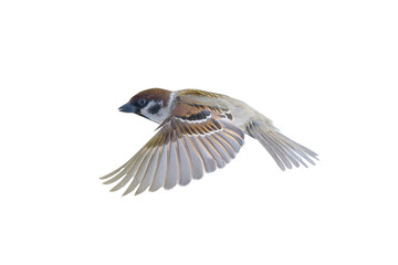 flying sparrow isolated on white background