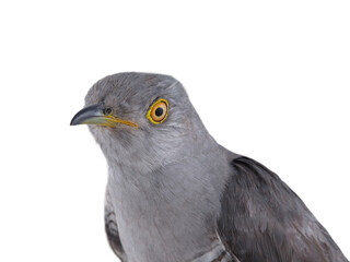 cuckoo portrait isolated on white background.