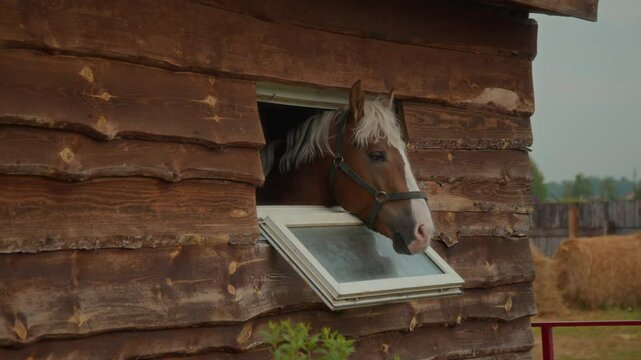 Head of adorable Quarter horse with reddish brown and white coat, white forelock and mane looking out of widely open wooden barn window
