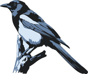 magpie Bird vector art style Silhouette design 