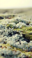 Fototapeta premium Close Up View Of Green Moss And Lichen