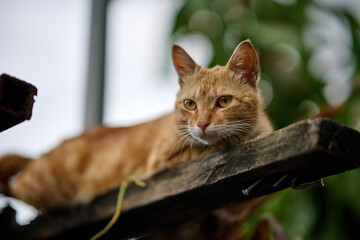 A cute domestic cat sitting in a garden in Sha Tau Kok, Hong Kong