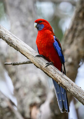 parrot crimson rosella colourful wings plumage red bird