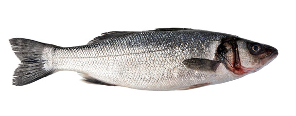 Raw Seabass isolated. png file