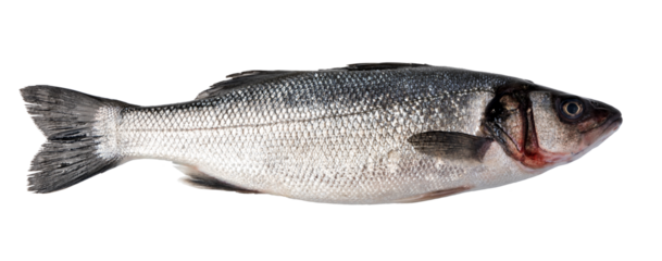Raw Seabass isolated. png file