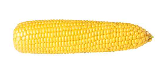 cob corn isolated. png file