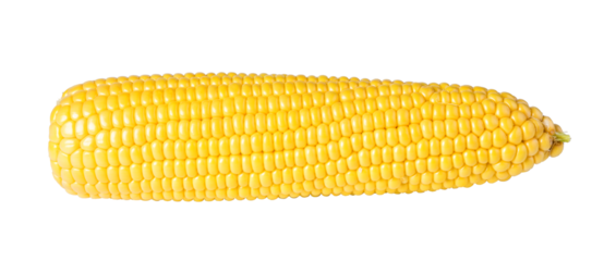 cob corn isolated. png file