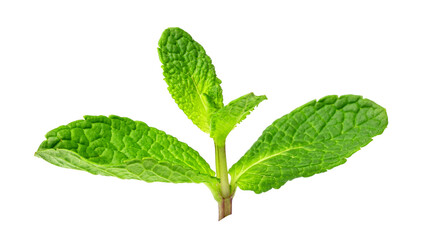 Fresh mint on transparent background. png file