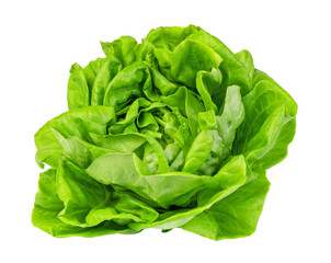green butter lettuce Isolated on transparent background. png file