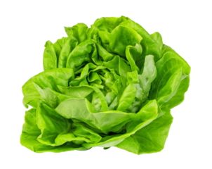 green butter lettuce Isolated on transparent background. png file
