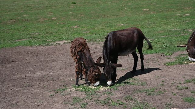 Mother donkey (Equus asinus) with cute foal eating in pasture, Syslovisko, Muran, Slovakia
