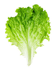 Lettuce leaves on a white background. © Gresei