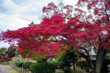 Vibrant Autumn Foliage on Maple Tree in Tranquil Park