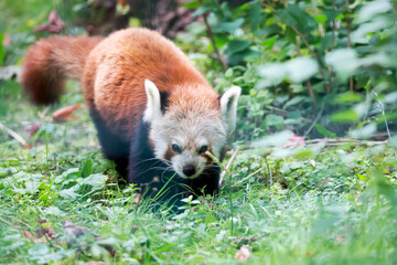 Red panda in the forest