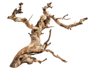 Obraz premium A twisted piece of driftwood with intricate textures and branches, suitable for decor or art.