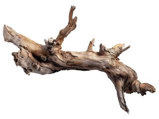 A piece of driftwood showcasing intricate textures and shapes, ideal for decor or crafting.