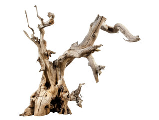 Fototapeta premium A gnarled piece of driftwood with intricate shapes and textures.