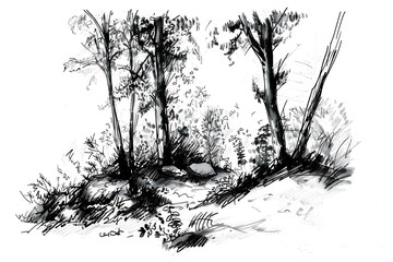 Fototapeta premium Ink Drawing of a Forest Scene with Trees and Brush