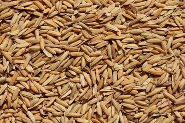 Top view of paddy rice or rice seed on background. Yellow paddy jasmine rice for background.