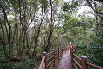 refreshing autumn forest and fine walkway