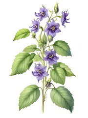 Enchanters Nightshade Watercolor Flower Plant Nature Art 