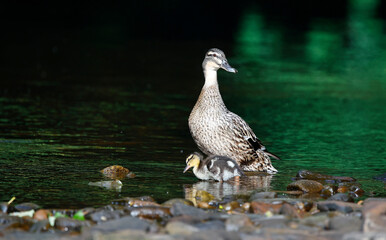 Female mallard down on the river