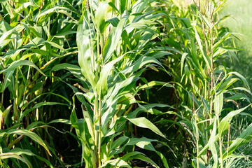 Frisch geernteter Mais Zea mays