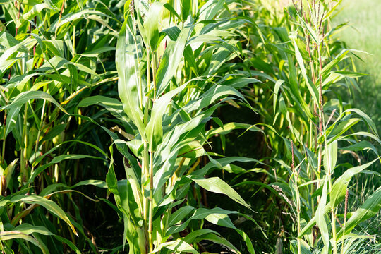 Frisch geernteter Mais Zea mays