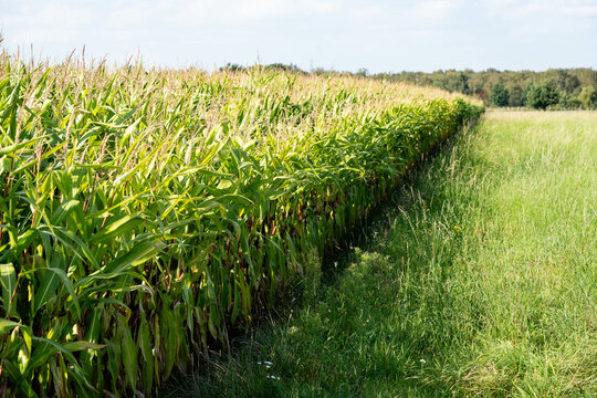 Frisch geernteter Mais Zea mays