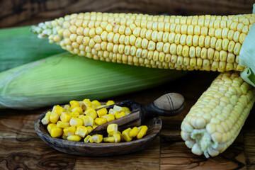 Frisch geernteter Mais Zea mays