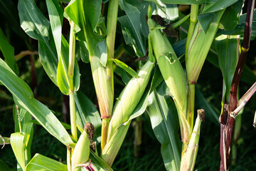 Frisch geernteter Mais Zea mays