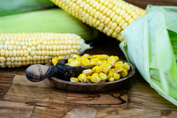 Frisch geernteter Mais Zea mays