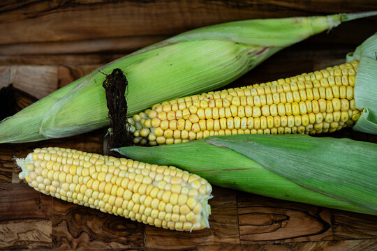 Frisch geernteter Mais Zea mays