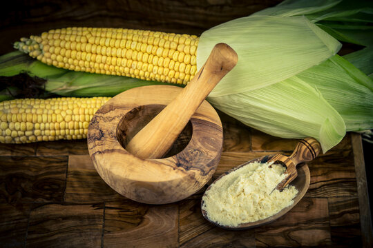 Frisch geernteter Mais Zea mays