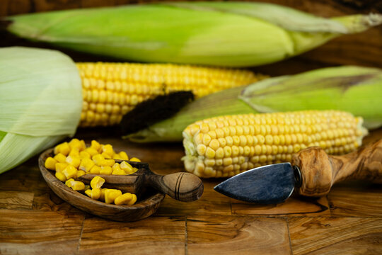 Frisch geernteter Mais Zea mays