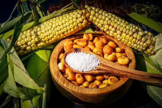 Frisch geernteter Mais Zea mays