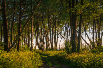 Deciduous forest adjacent to the beach on the Baltic Sea coast on a sunny summer day, Curonian Spit, Kaliningrad region, Russia