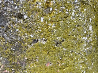 Green moss on a flat stone