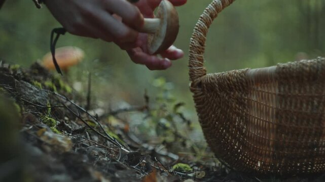 Hands of female forager delicately harvesting bolete mushroom from the forest floor with knife, then placing it into wicker basket resting nearby. Close-up view