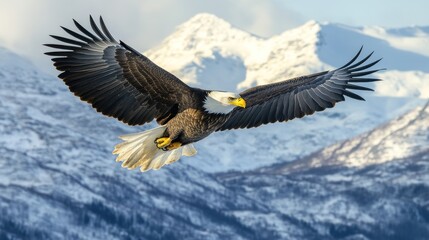 Naklejka premium Bald Eagle in Flight Over Snowy Mountains