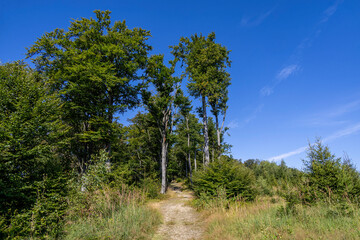 Road among the trees on a sunny hot summer day