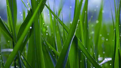 green grass with dew drops. Fresh morning dew on spring grass, natural background, close up with shallow focus