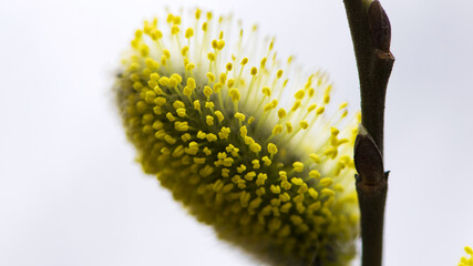 willow branch with yellow spring flowers. delicate willow flowers in spring. fur seals symbol of spring and Easter. willow branches with partially blossoming flower buds. nature in spring, close-up © Oleksandr Filatov