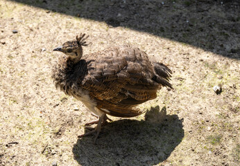 Portrait of a small peacock on a sunny day