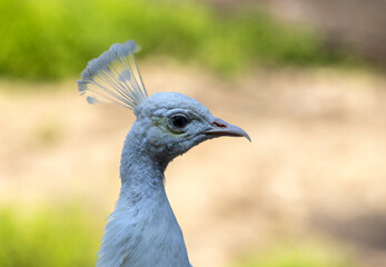 Portrait of a white peacock on a sunny day