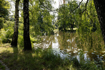 Landscape on a hot summer day by a pond surrounded by greenery